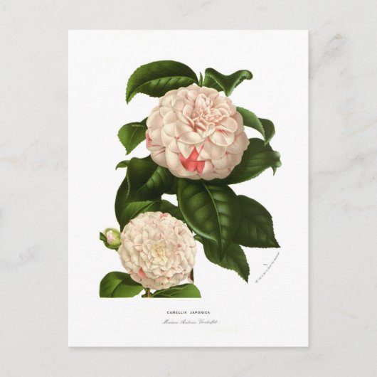 Camellia japonica postkarte (Vorderseite)