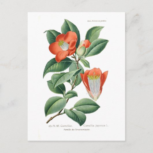 Camellia japonica postkarte (Vorderseite)
