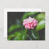 Camellia Japonica Postkarte (Vorne/Hinten)