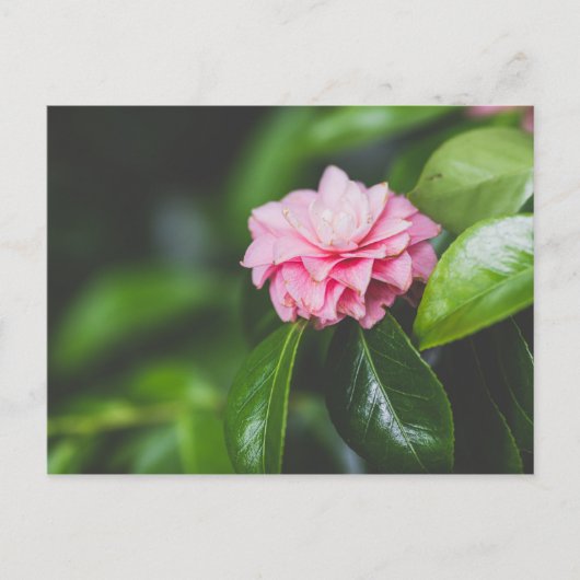 Camellia Japonica Postkarte (Vorderseite)