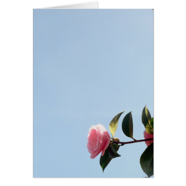 Camellia Pink Blume Blue Sky (Vorne)