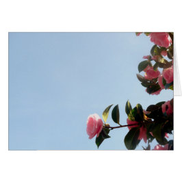 Camellia Pink Blume Blue Sky