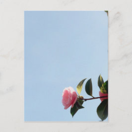 Camellia Pink Blume Blue Sky Postkarte
