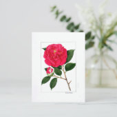 Camellia Plate: Benibotan Postkarte (Stehend Vorderseite)