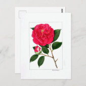 Camellia Plate: Benibotan Postkarte (Vorne/Hinten)