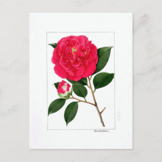 Camellia Plate: Benibotan Postkarte