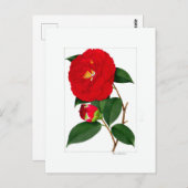 Camellia Plate: Benikirin Postkarte (Vorne/Hinten)