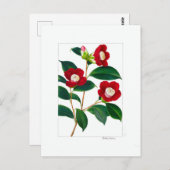 Camellia Plate: Bokuhan Postkarte (Vorne/Hinten)