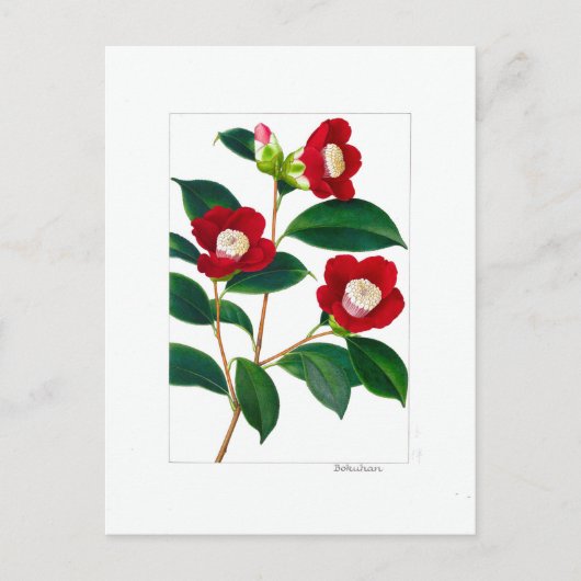 Camellia Plate: Bokuhan Postkarte (Vorderseite)