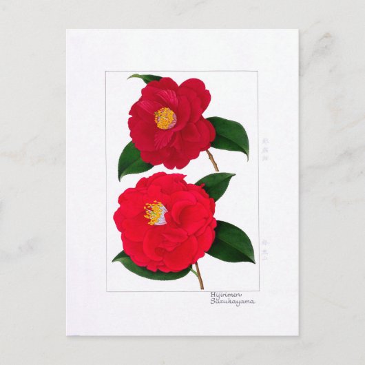 Camellia Plate: Hijirimen & Suzukayama Postkarte (Vorderseite)