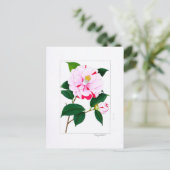 Camellia Plate: Kayoidori Postkarte (Stehend Vorderseite)