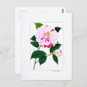 Camellia Plate: Kayoidori Postkarte (Vorne/Hinten)