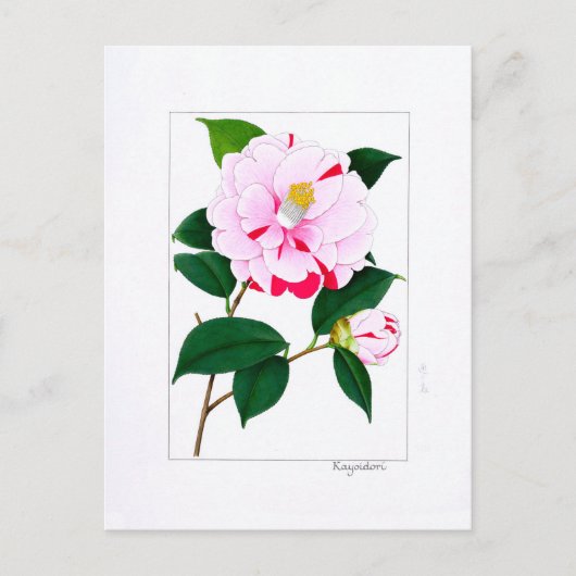 Camellia Plate: Kayoidori Postkarte (Vorderseite)