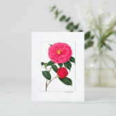 Camellia Plate: Kumasaka Postkarte (Stehend Vorderseite)