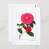 Camellia Plate: Kumasaka Postkarte (Vorne/Hinten)