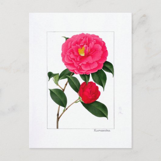Camellia Plate: Kumasaka Postkarte (Vorderseite)