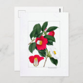 Camellia Plate: Yamatsubaki Postkarte (Vorne/Hinten)
