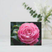 Camellia Postcard, Alabama Staat Blume Postkarte (Stehend Vorderseite)