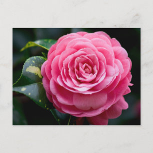 Camellia Postcard, Alabama Staat Blume Postkarte