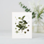 Camellia sinensis (Tee) Postkarte (Stehend Vorderseite)