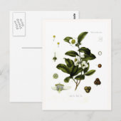 Camellia sinensis (Tee) Postkarte (Vorne/Hinten)