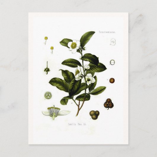 Camellia sinensis (Tee) Postkarte (Vorderseite)