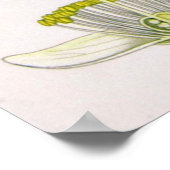 Camellia Sinensis Thea Sinensis Teatro Sociale Bel Poster (Ecke)