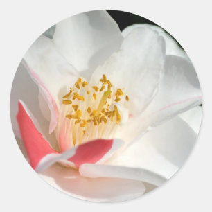 Camellia Stickers
