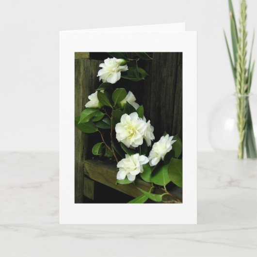 CAMELLIAS KARTE (Vorderseite)