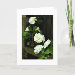 CAMELLIAS KARTE