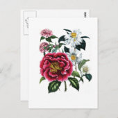 Camellias von Jane Loudon Postkarte (Vorne/Hinten)