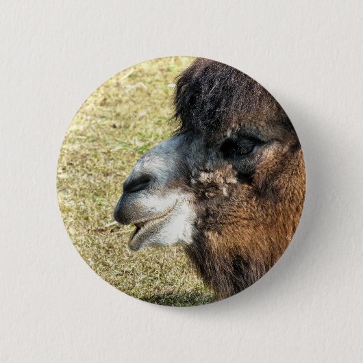 CAMELS BUTTON (Vorderseite)