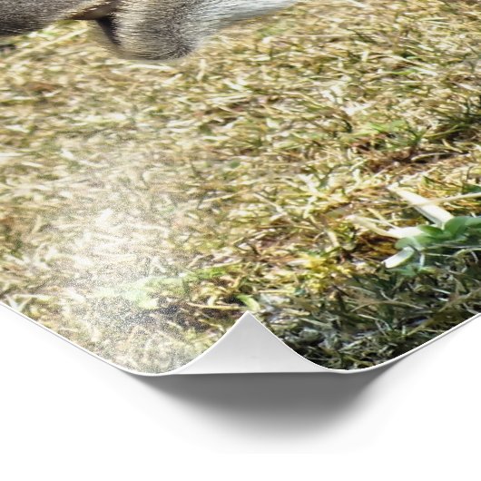 CAMELS FOTODRUCK (Ecke)