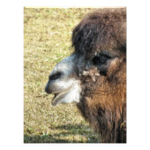 CAMELS FOTODRUCK (Vorne)