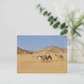 Camels in der Nähe des Wadi El-Seboua-Tempels, Ägy Postkarte (Stehend Vorderseite)