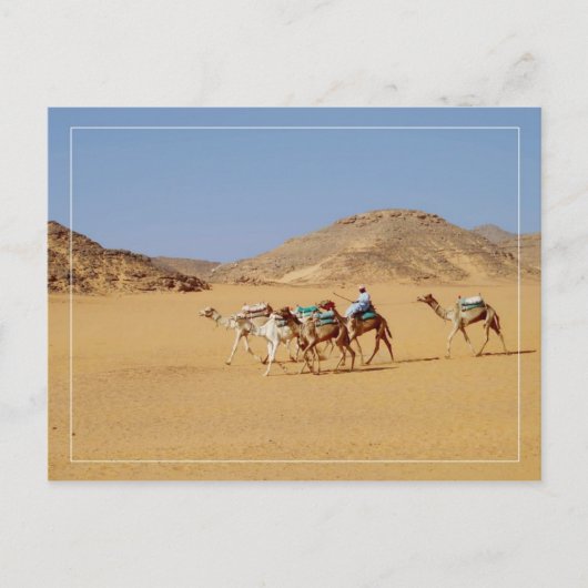 Camels in der Nähe des Wadi El-Seboua-Tempels, Ägy Postkarte (Vorderseite)