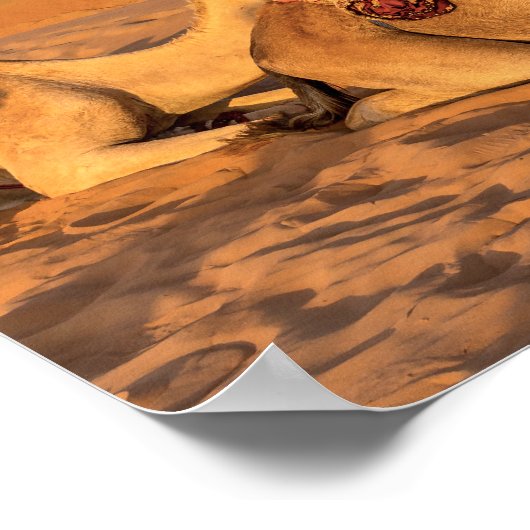 Camels in Oman desert Poster (Ecke)