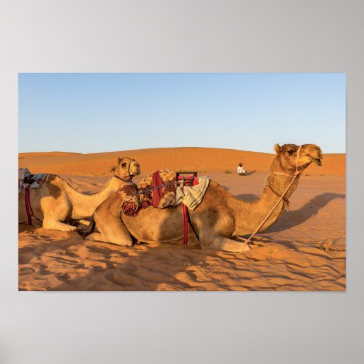Camels in Oman desert Poster (Vorne)