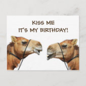 Camels Kissing Funny Postcard Postkarte (Vorderseite)