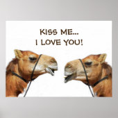 Camels Kissing Funny Poster (Vorne)