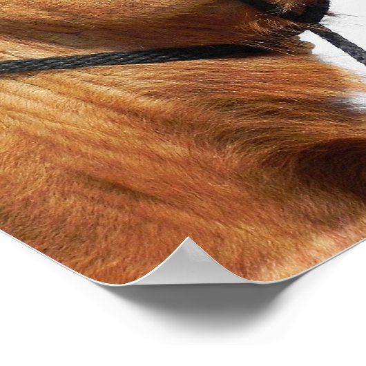 Camels Kissing Funny Poster (Ecke)