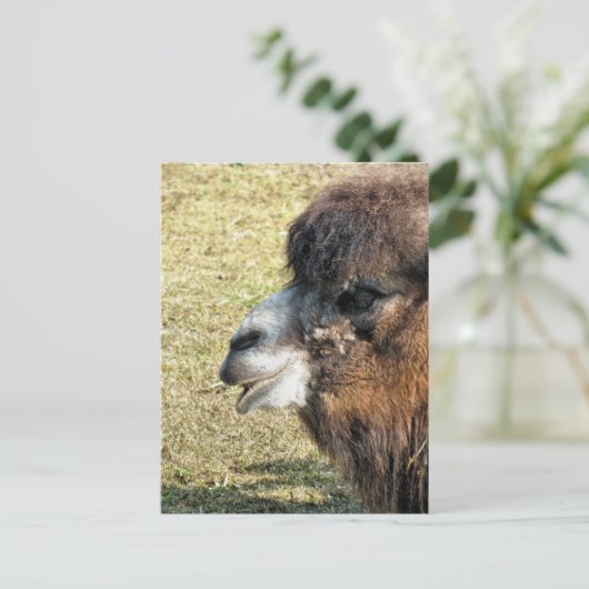CAMELS POSTKARTE (Stehend Vorderseite)