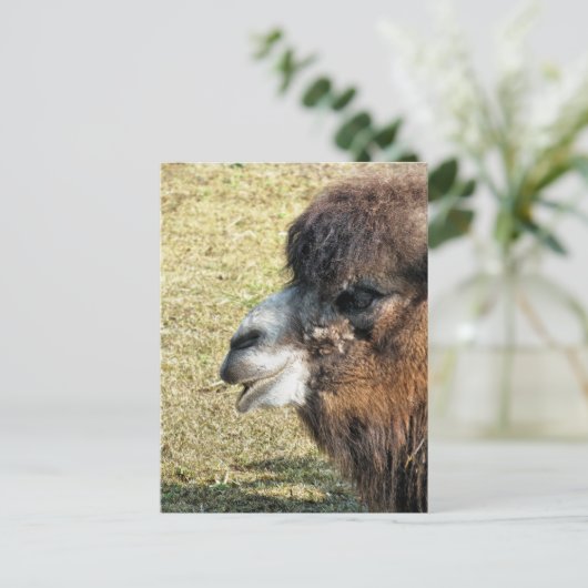 CAMELS POSTKARTE (Stehend Vorderseite)