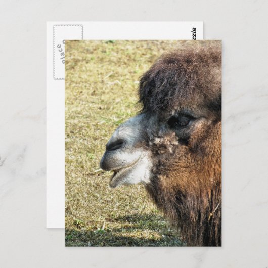 CAMELS POSTKARTE (Vorne/Hinten)