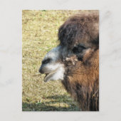 CAMELS POSTKARTE (Vorderseite)