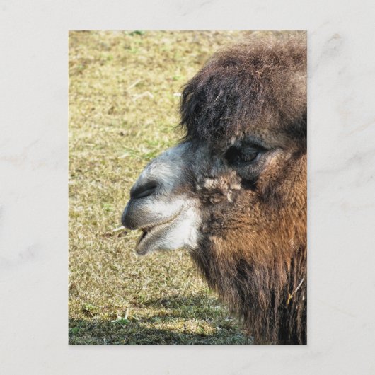CAMELS POSTKARTE (Vorderseite)