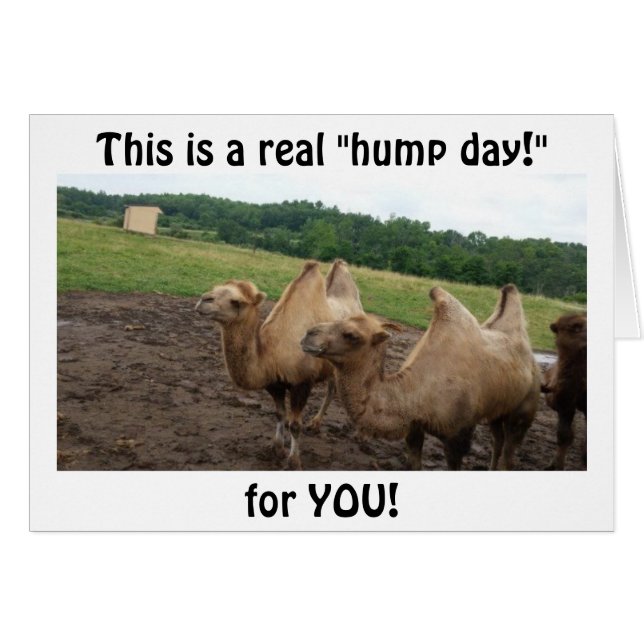 CAMELS SAGEN: "HUMP DAY FOR YOU AT at 40" (Vorderseite (Horizontal))
