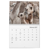 Camels Wall Calendar Kalender (Feb 2027)
