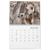 Camels Wall Calendar Kalender (Feb 2026)
