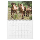 CAMELS Wall Calendar Kalender (Feb 2026)